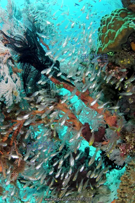 : School of Yellow Sweepers reef scene Fish Bowl dive : School of Yellow Sweepers reef scene Fish Bowl dive