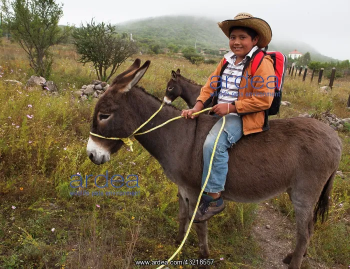: Schoolboy on a donkey - Guanajuato Mexico : Schoolboy on a donkey - Guanajuato Mexico