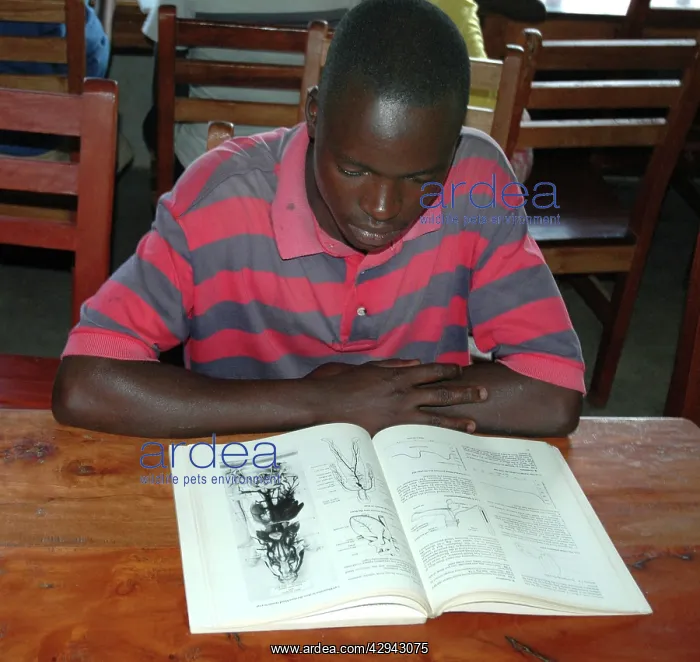 : Schoolboy reading books, Uganda : Schoolboy reading books, Uganda