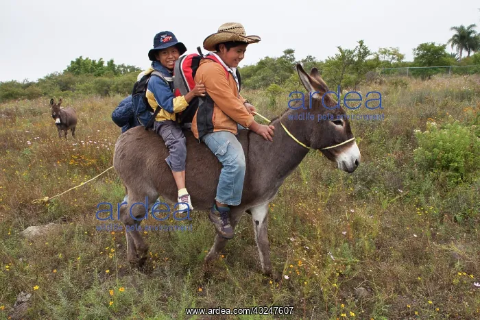 : Schoolboys on a donkey - Guanajuato Mexico : Schoolboys on a donkey - Guanajuato Mexico