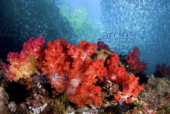 : Schooling baitfish swim past coral, Triton : Schooling baitfish swim past coral, Triton