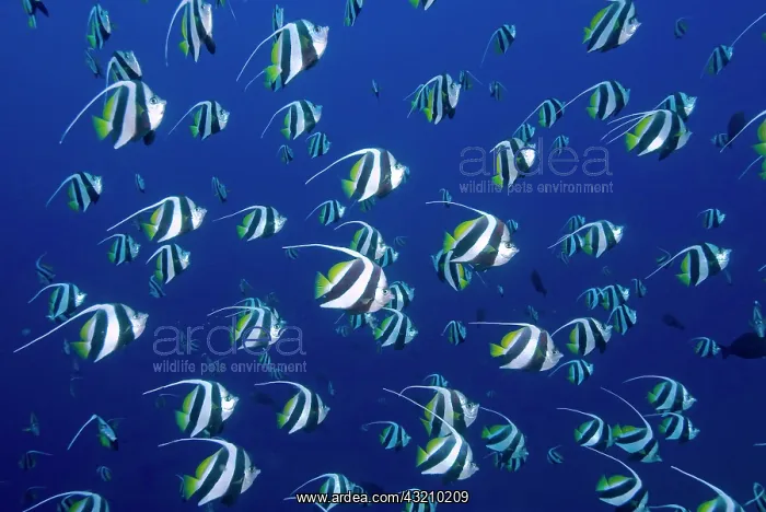 : Schooling bannerfish, Raja Ampat Islands : Schooling bannerfish, Raja Ampat Islands
