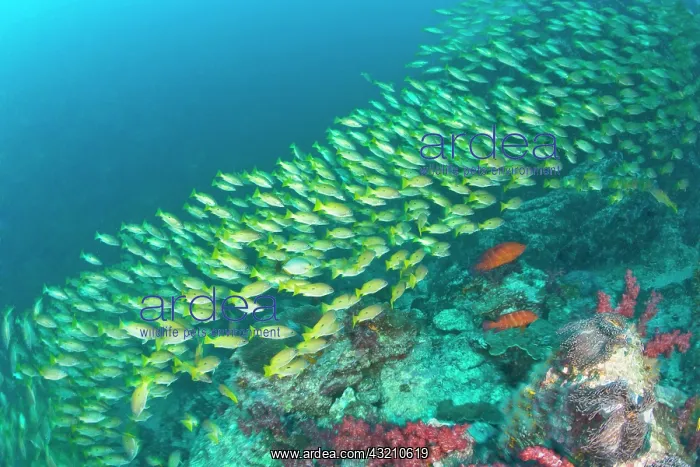 : Schooling Bigeye Snappers (Lutjanus lutjanus) : Schooling Bigeye Snappers (Lutjanus lutjanus)
