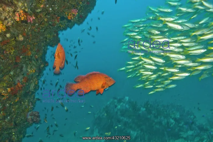 : Schooling Bigeye Snappers (Lutjanus lutjanus) : Schooling Bigeye Snappers (Lutjanus lutjanus)