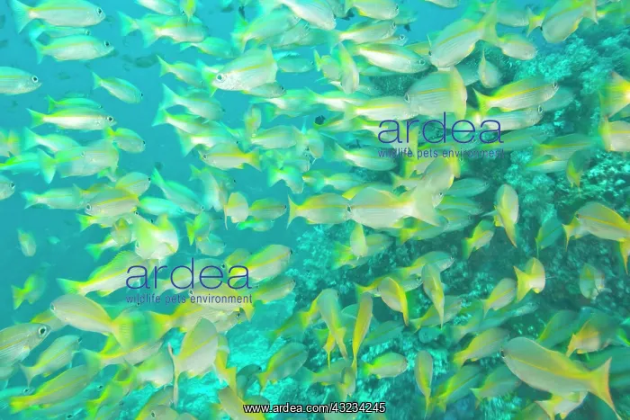 : Schooling Bigeye Snappers (Lutjanus lutjanus) : Schooling Bigeye Snappers (Lutjanus lutjanus)