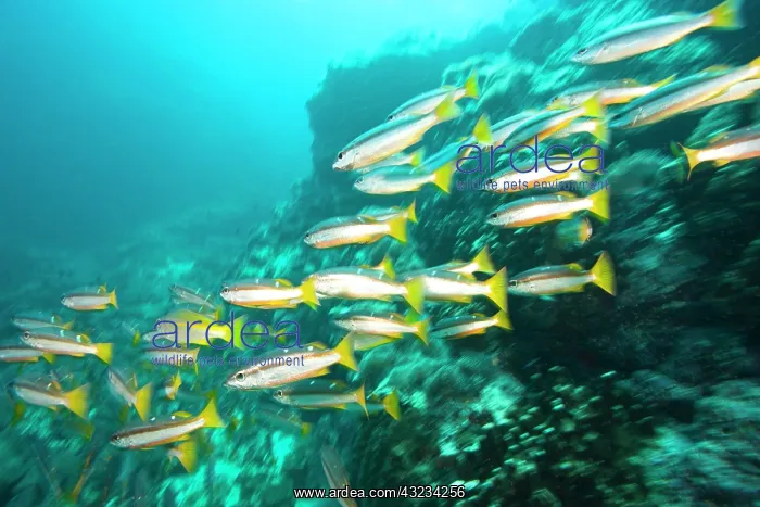 : Schooling Bigeye Snappers (Lutjanus lutjanus) : Schooling Bigeye Snappers (Lutjanus lutjanus)