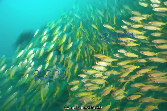: Schooling Bigeye Snappers (Lutjanus lutjanus) : Schooling Bigeye Snappers (Lutjanus lutjanus)