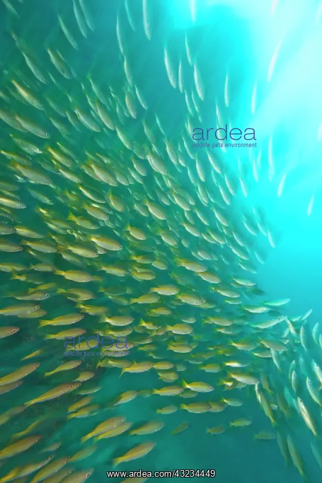 : Schooling Bigeye Snappers (Lutjanus lutjanus) : Schooling Bigeye Snappers (Lutjanus lutjanus)