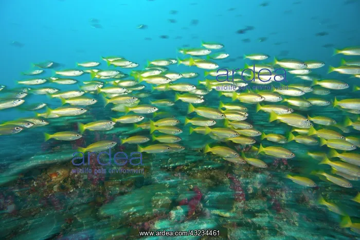 : Schooling Bigeye Snappers (Lutjanus lutjanus) : Schooling Bigeye Snappers (Lutjanus lutjanus)