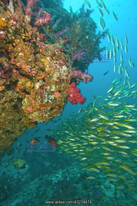: Schooling Bigeye Snappers (Lutjanus lutjanus) : Schooling Bigeye Snappers (Lutjanus lutjanus)