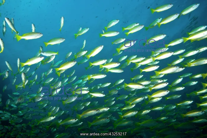 : Schooling Bigeye Snappers (Lutjanus lutjanus) : Schooling Bigeye Snappers (Lutjanus lutjanus)