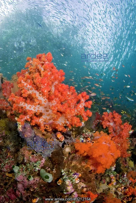 : Schooling fish swim past colorful corals : Schooling fish swim past colorful corals