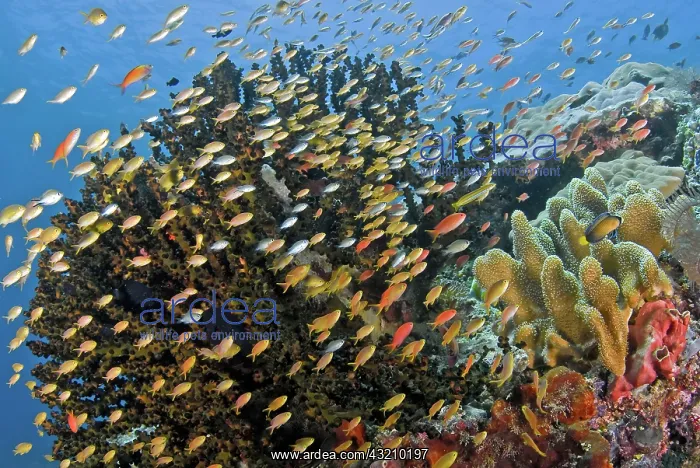 : Schooling fish swim past reef corals, Raja : Schooling fish swim past reef corals, Raja