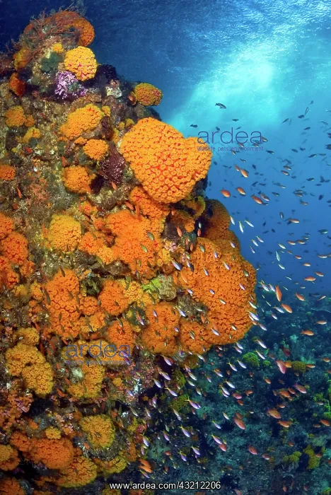 : Schooling fusiliers and anthias swim past : Schooling fusiliers and anthias swim past
