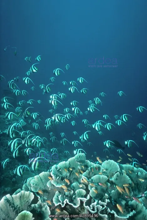 : Schooling Long-fin Bannerfish - A plankton feeder : Schooling Long-fin Bannerfish - A plankton feeder