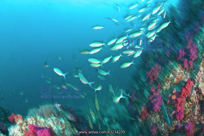 : Schooling Lunar Fusiliers (Caesio lunaris) : Schooling Lunar Fusiliers (Caesio lunaris)