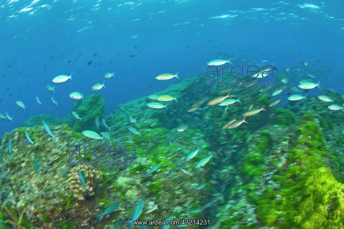 : Schooling Lunar Fusiliers (Caesio lunaris) : Schooling Lunar Fusiliers (Caesio lunaris)