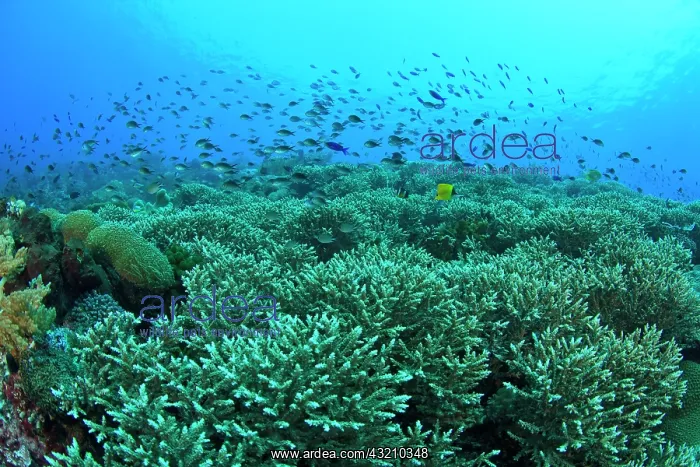 : Schooling Purple Anthias (Pseudanthias tuka) : Schooling Purple Anthias (Pseudanthias tuka)