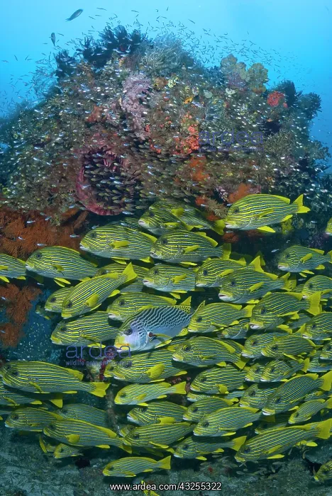 : Schooling Ribboned sweetlips (Plectorhinchus : Schooling Ribboned sweetlips (Plectorhinchus