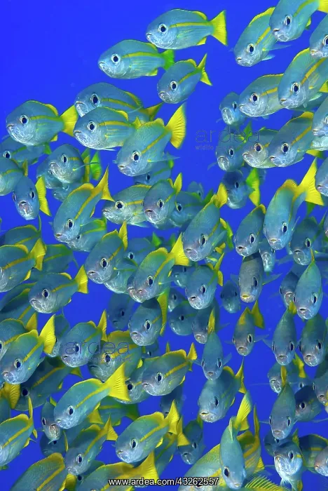 : Schooling yellowtail snapper (Ocyurus chrysurus) : Schooling yellowtail snapper (Ocyurus chrysurus)