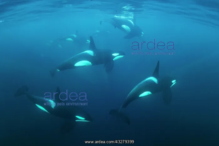 : Schools with killer whales (Orcinus orca), Norway : Schools with killer whales (Orcinus orca), Norway