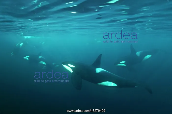 : Schools with killer whales (Orcinus orca), Norway : Schools with killer whales (Orcinus orca), Norway