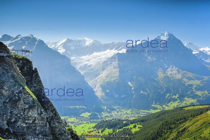 : Schreckhorn, 4078 m, First Cliff Walk, Switzerland : Schreckhorn, 4078 m, First Cliff Walk, Switzerland