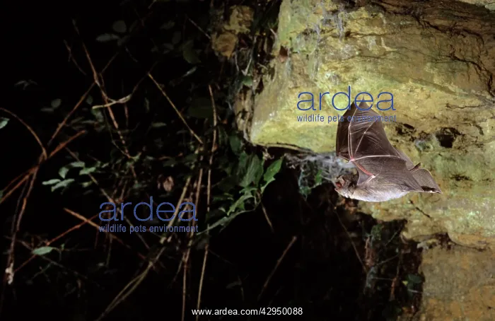 : Schreiber's long-fingered bat flying out of a cave : Schreiber's long-fingered bat flying out of a cave