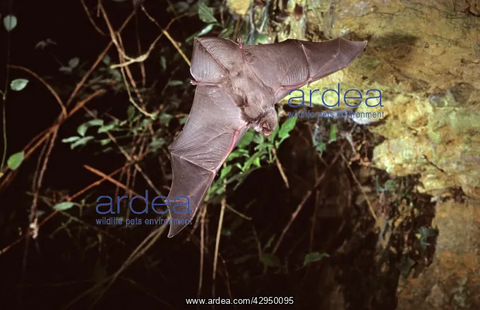 : Schreiber's long-fingered bat flying into a cave : Schreiber's long-fingered bat flying into a cave