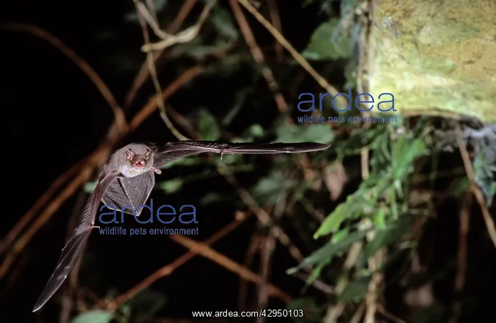  : Schreiber's long-fingered bat flying into a cave