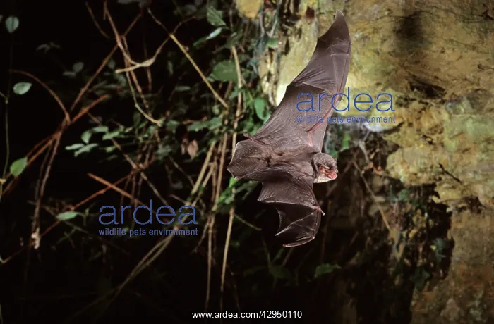 : Schreiber's long-fingered bat flying into a cave : Schreiber's long-fingered bat flying into a cave
