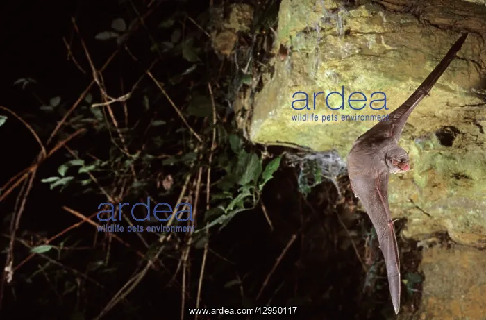 : Schreiber's long-fingered bat flying into a cave : Schreiber's long-fingered bat flying into a cave