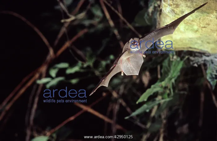 : Schreiber's long-fingered bat flying into a cave : Schreiber's long-fingered bat flying into a cave