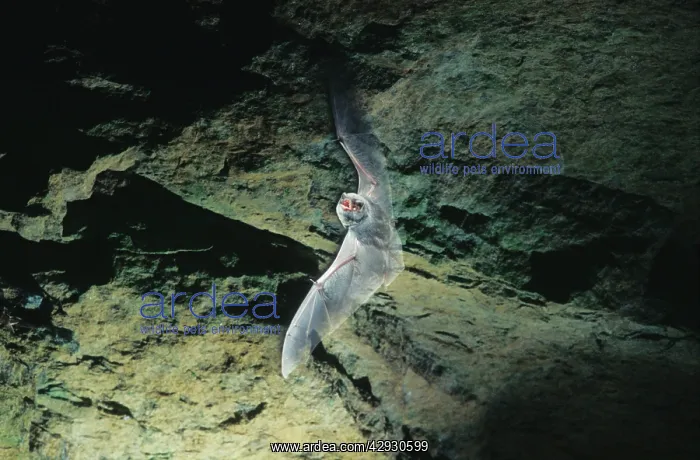 : Schreiber's Long-fingered / Schreiber's Long-eared : Schreiber's Long-fingered / Schreiber's Long-eared