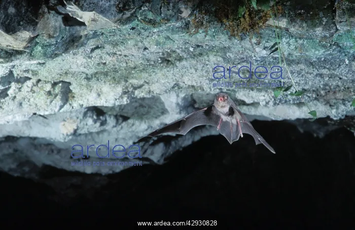  : Schreiber's Long-fingered  /  Schreiber's Long-eared