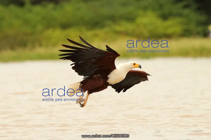 : Schreiseeadler, African Fish Eagle, Cuncuma vocifer : Schreiseeadler, African Fish Eagle, Cuncuma vocifer