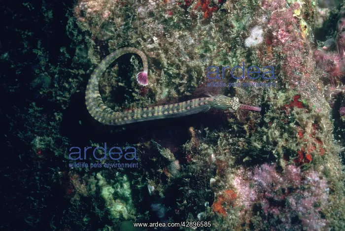 : Schultz's Pipefish - Camouflaged against algae covered wall : Schultz's Pipefish - Camouflaged against algae covered wall
