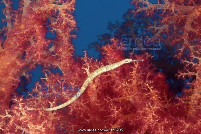 : Schultz's pipefish (Corythoichthys schultzi), Red : Schultz's pipefish (Corythoichthys schultzi), Red