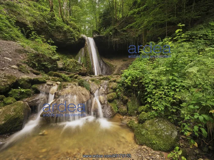 : Schwarzenbach Waterfall, Baar, Canton Zug : Schwarzenbach Waterfall, Baar, Canton Zug