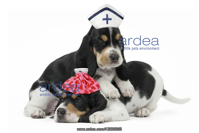 : Schweizer Laufhund / Swiss Hound Dog, puppies : Schweizer Laufhund / Swiss Hound Dog, puppies