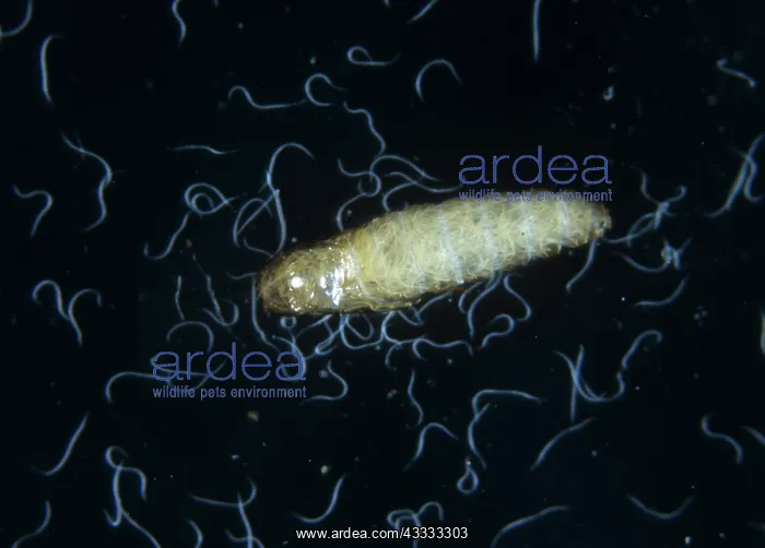 : Sciarid fly pupa : Sciarid fly pupa