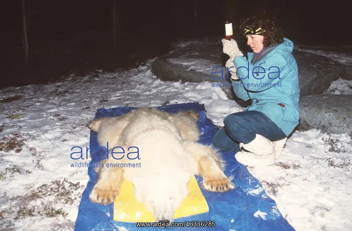 : Scientific Study - Research. Polar Bear : Scientific Study - Research. Polar Bear