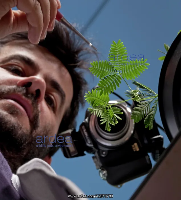 : Scientist - Stephane Douady at the laboratory observing : Scientist - Stephane Douady at the laboratory observing