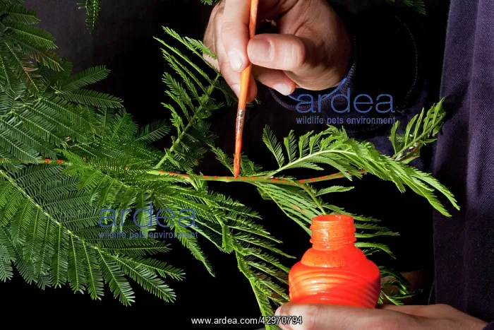: Scientists at the laboratory marking Petioles - : Scientists at the laboratory marking Petioles -