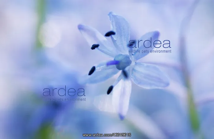: Scilla : Scilla
