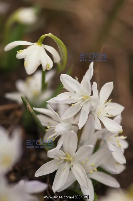 : Scilla, Early scilla, Scilla mischtschenkoana Tubergeniana : Scilla, Early scilla, Scilla mischtschenkoana Tubergeniana