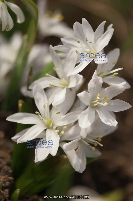 : Scilla, Early scilla, Scilla mischtschenkoana Tubergeniana : Scilla, Early scilla, Scilla mischtschenkoana Tubergeniana
