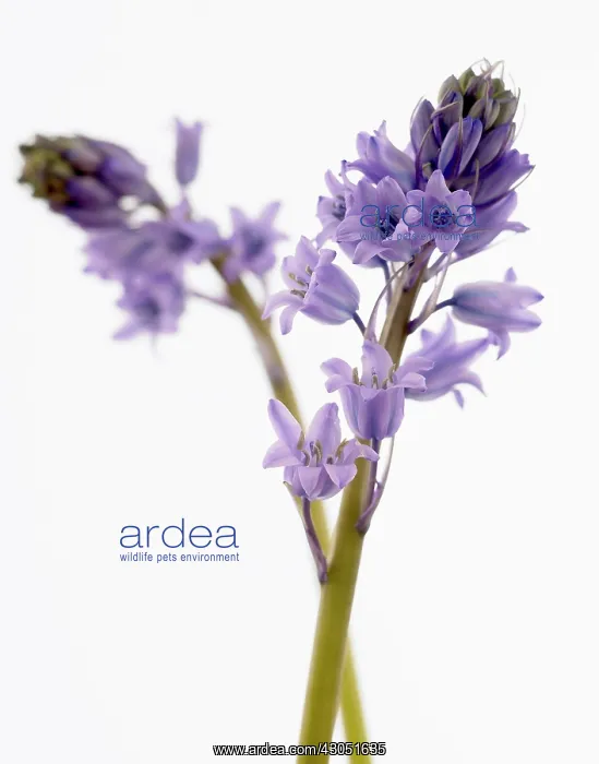 : Scilla. Scilla