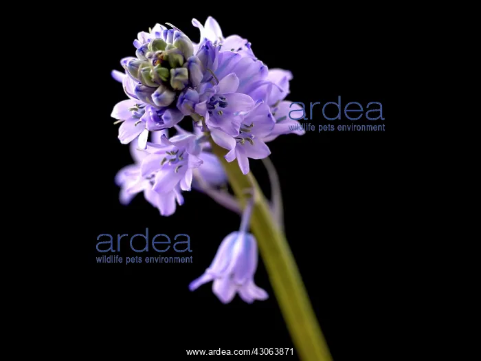 : Scilla, Scilla : Scilla, Scilla