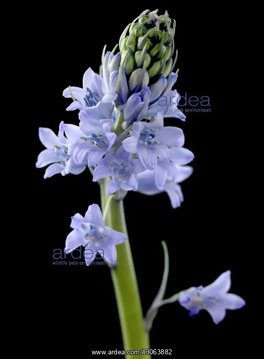 : Scilla, Scilla : Scilla, Scilla